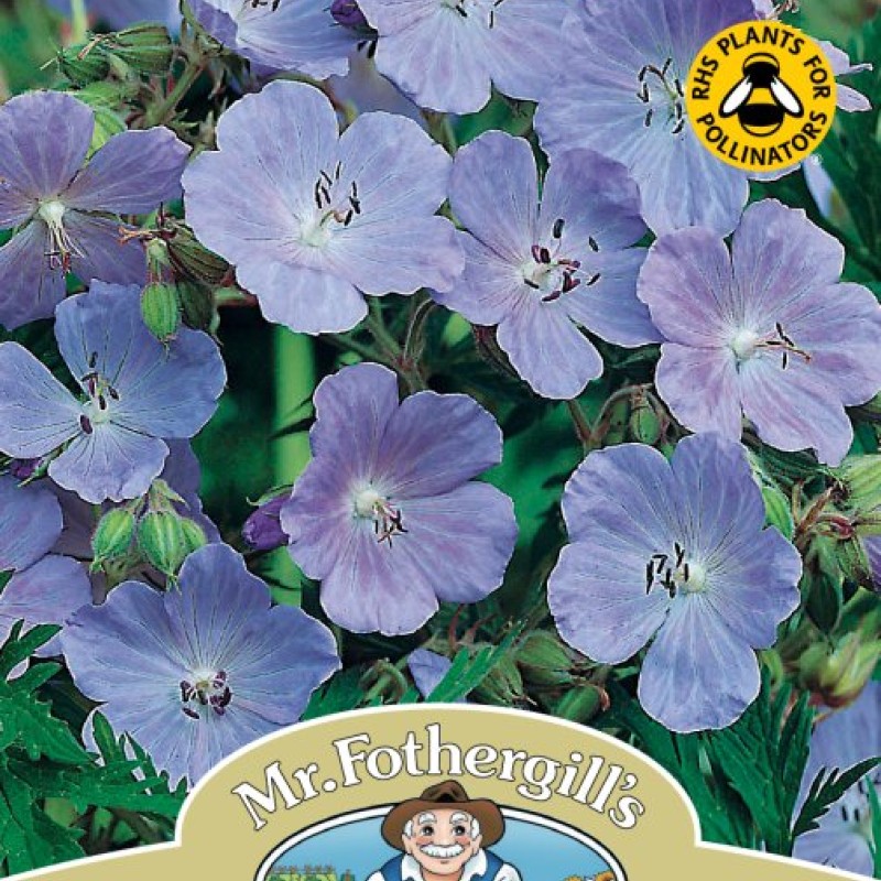 WF Meadow Cranesbill