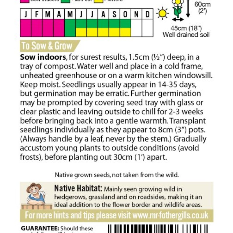 WF Meadow Cranesbill