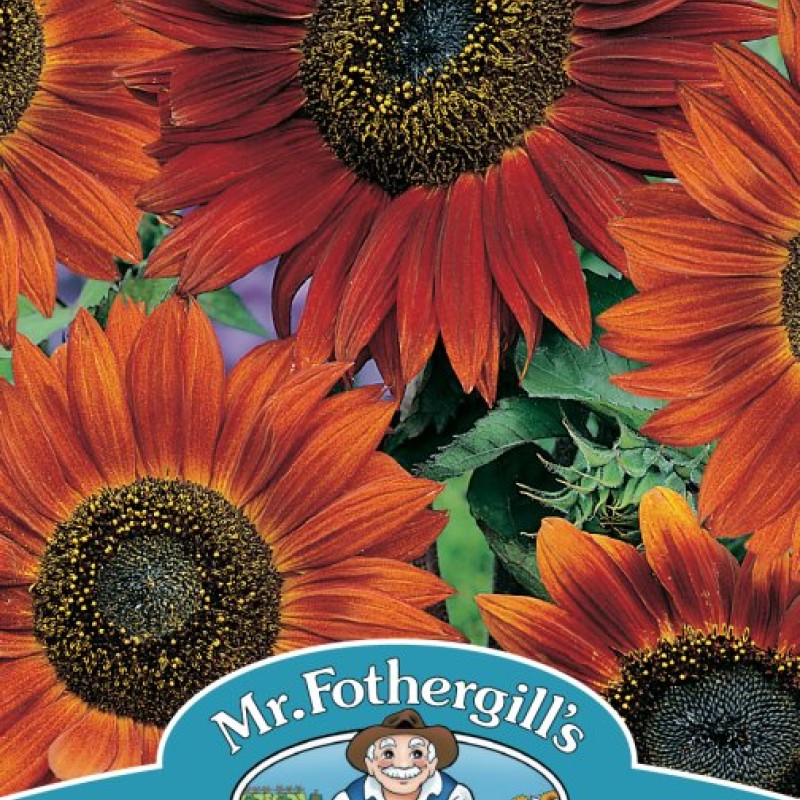 SUNFLOWER Velvet Queen