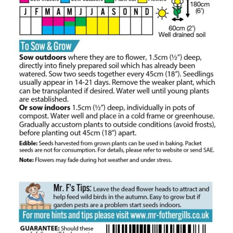 SUNFLOWER Velvet Queen