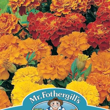 MARIGOLD (French) Dwarf Double Mixed