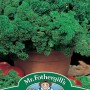 PARSLEY Afrodite