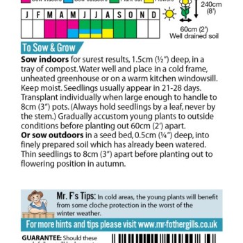 HOLLYHOCK Giant Single Mixed