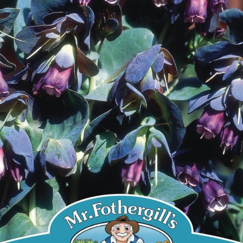CERINTHE major purpurascens