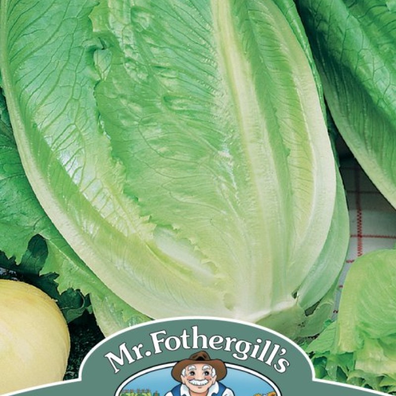 LETTUCE Romaine Ballon