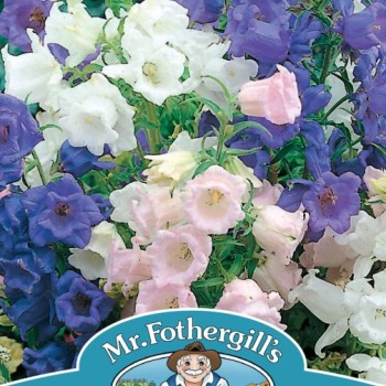 CANTERBURY BELLS Cup & Saucer Mixed