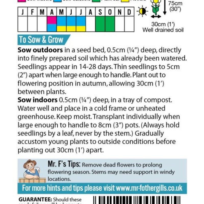 CANTERBURY BELLS Cup & Saucer Mixed