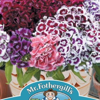 SWEET WILLIAM Electron