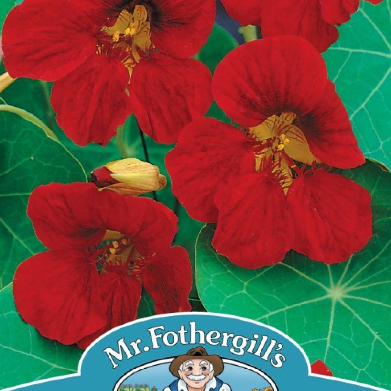 NASTURTIUM Tip Top Velvet