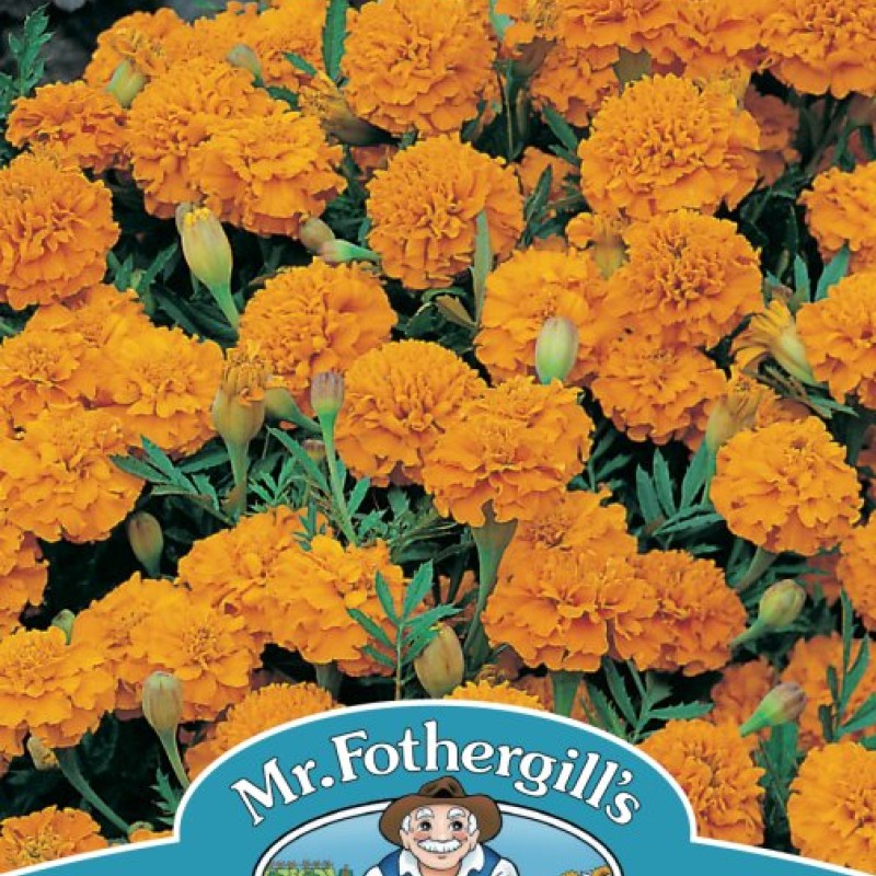 MARIGOLD (French) Orange Boy