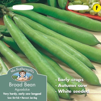 BROAD BEAN Aguadulce