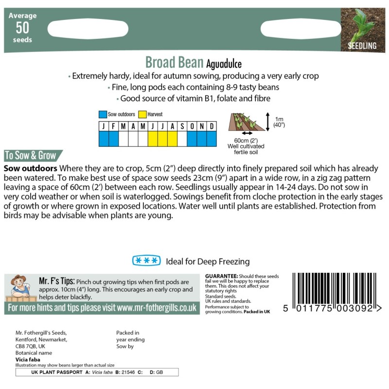 BROAD BEAN Aguadulce