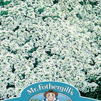 ALYSSUM Snow Cloth