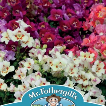 ANTIRRHINUM Antiquity F1