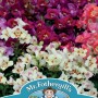 ANTIRRHINUM Antiquity F1