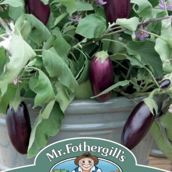 AUBERGINE Jewel Jet F1