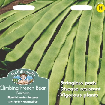 CLIMBING FRENCH BEAN Pantheon