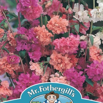 CLARKIA Choice Double Mixed