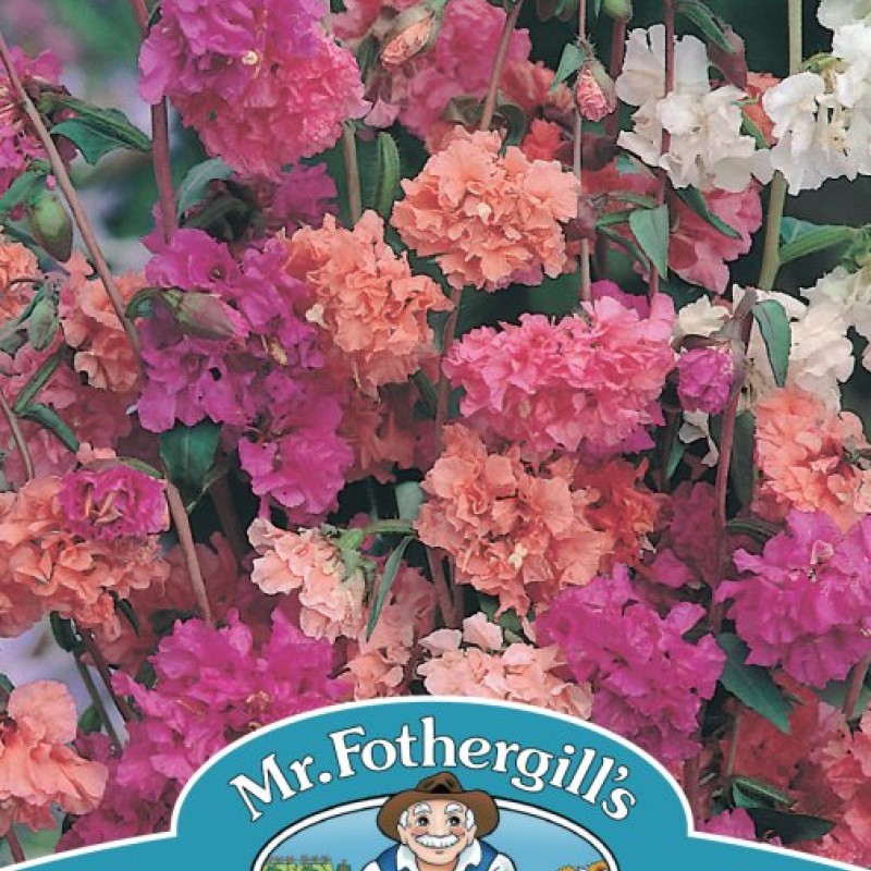 CLARKIA Choice Double Mixed