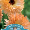 CALENDULA Orange Flash
