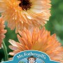 CALENDULA Orange Flash