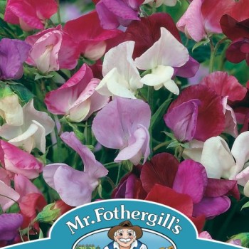 SWEET PEA Old Spice Mixed (grandiflora)