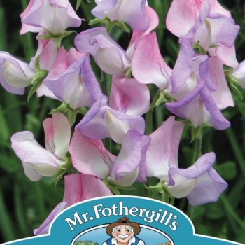 SWEET PEA Fire & Ice