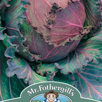 CABBAGE (Savoy) January King 3