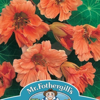 NASTURTIUM Salmon Baby