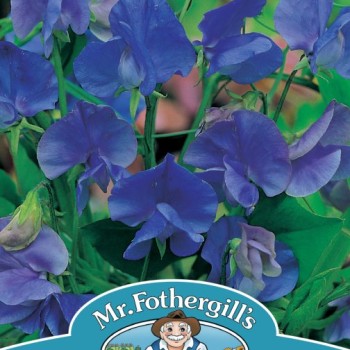 SWEET PEA Blue Velvet