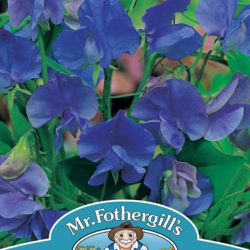 SWEET PEA Blue Velvet