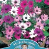 OSTEOSPERMUM Daisy Mae Mixed