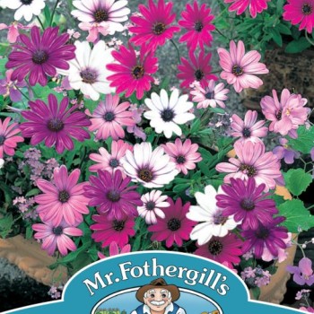 OSTEOSPERMUM Daisy Mae Mixed
