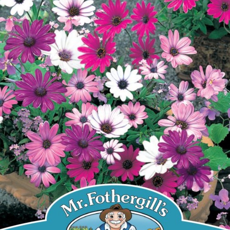 OSTEOSPERMUM Daisy Mae Mixed