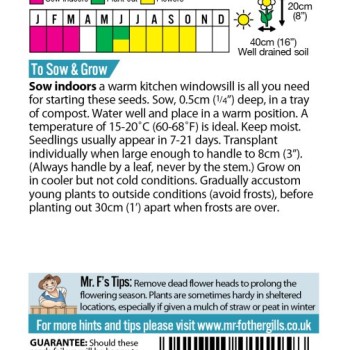 OSTEOSPERMUM Daisy Mae Mixed