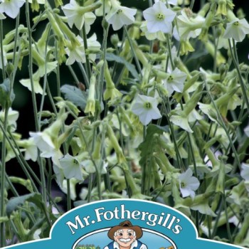 NICOTIANA Starlight Dancer