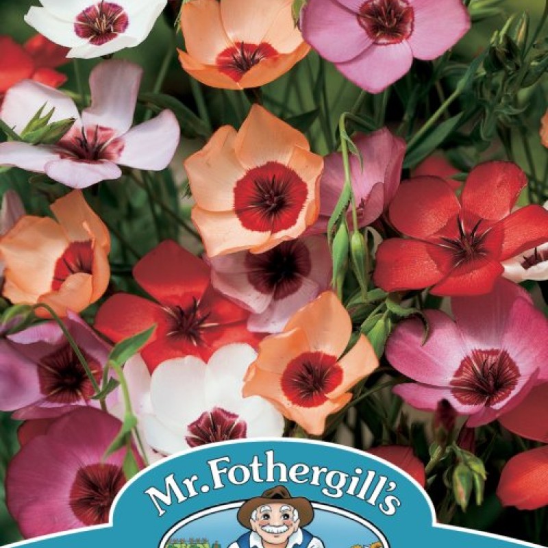 FLAX (Linum) Charmer Mixed