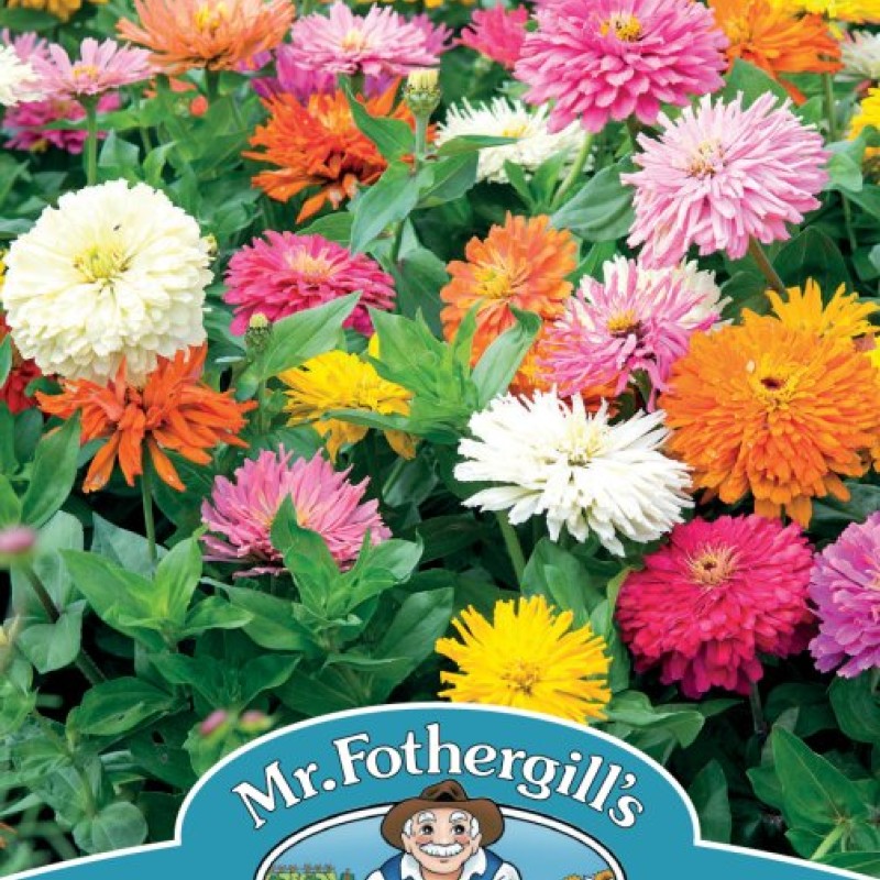 ZINNIA Choice Mixed