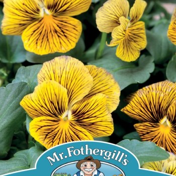 VIOLA Network Improved