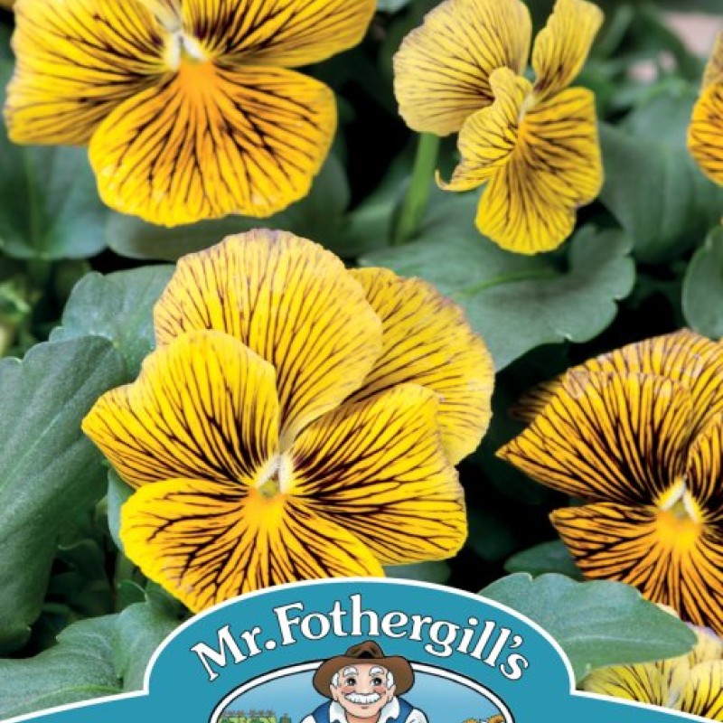 VIOLA Network Improved