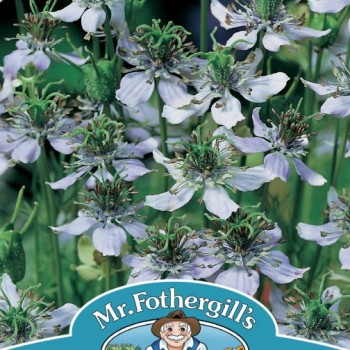 NIGELLA Black Caraway