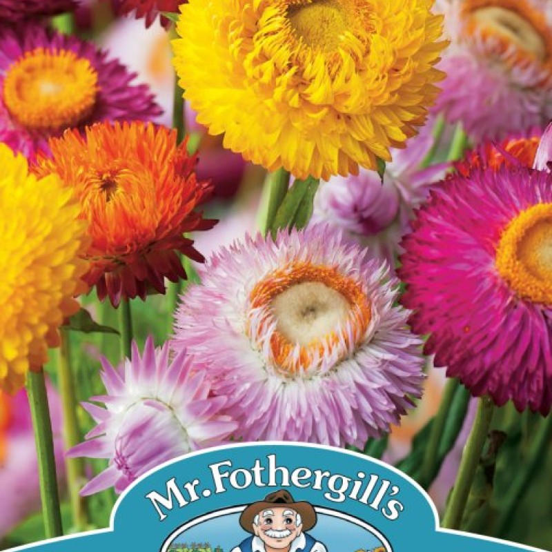Helichrysum Strawflower Mix