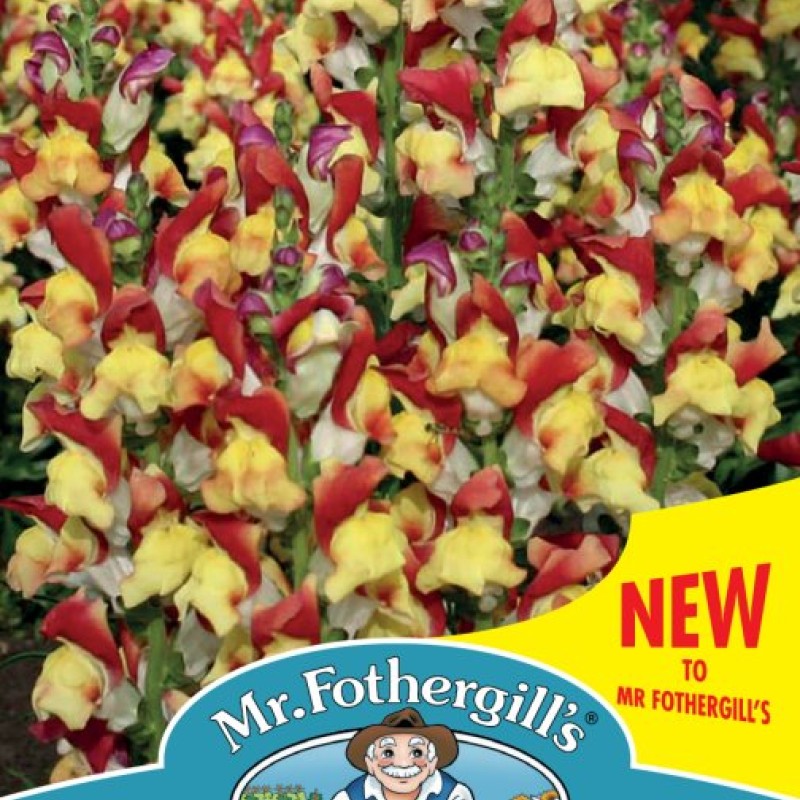 Antirrhinum Mango Twist