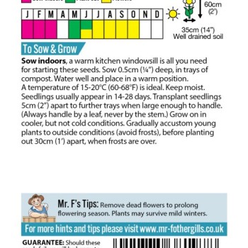 Antirrhinum Mango Twist