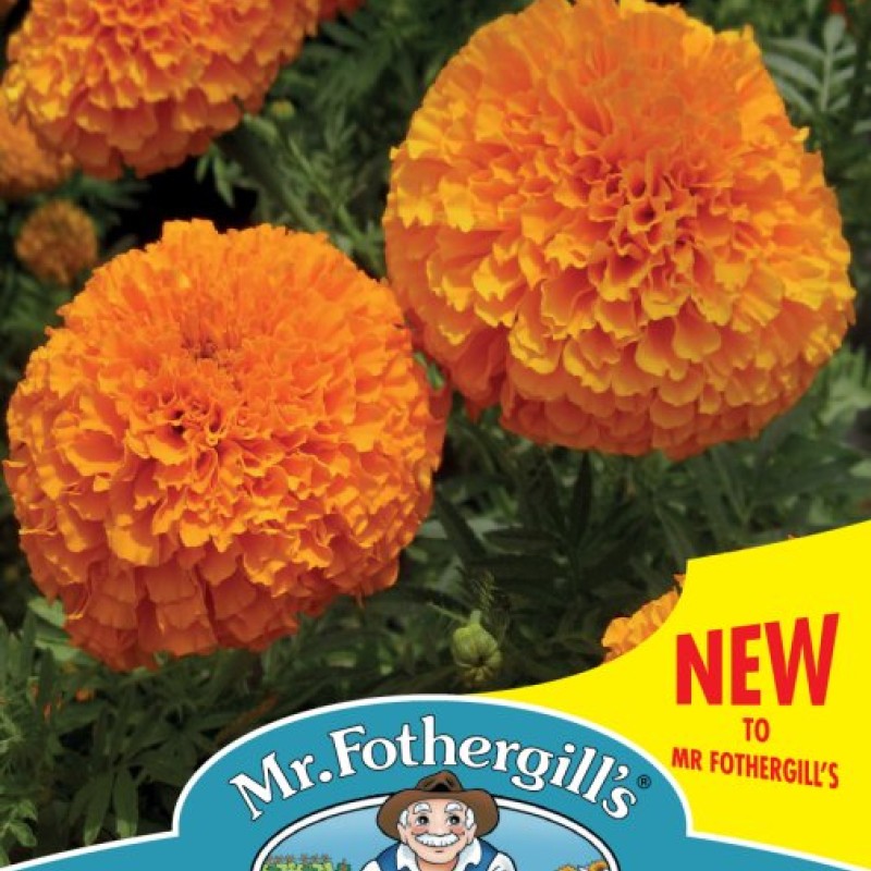 Marigold (African) Orange Beast F1