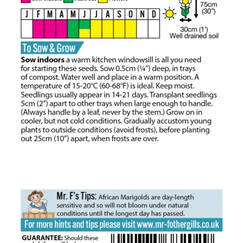 Marigold (African) Orange Beast F1