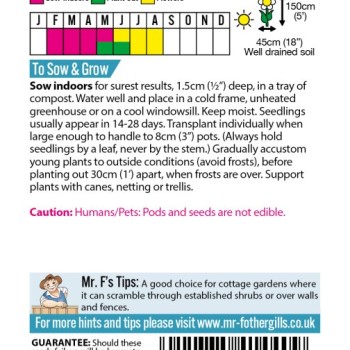 Sweet Pea Pink Tangier Pea