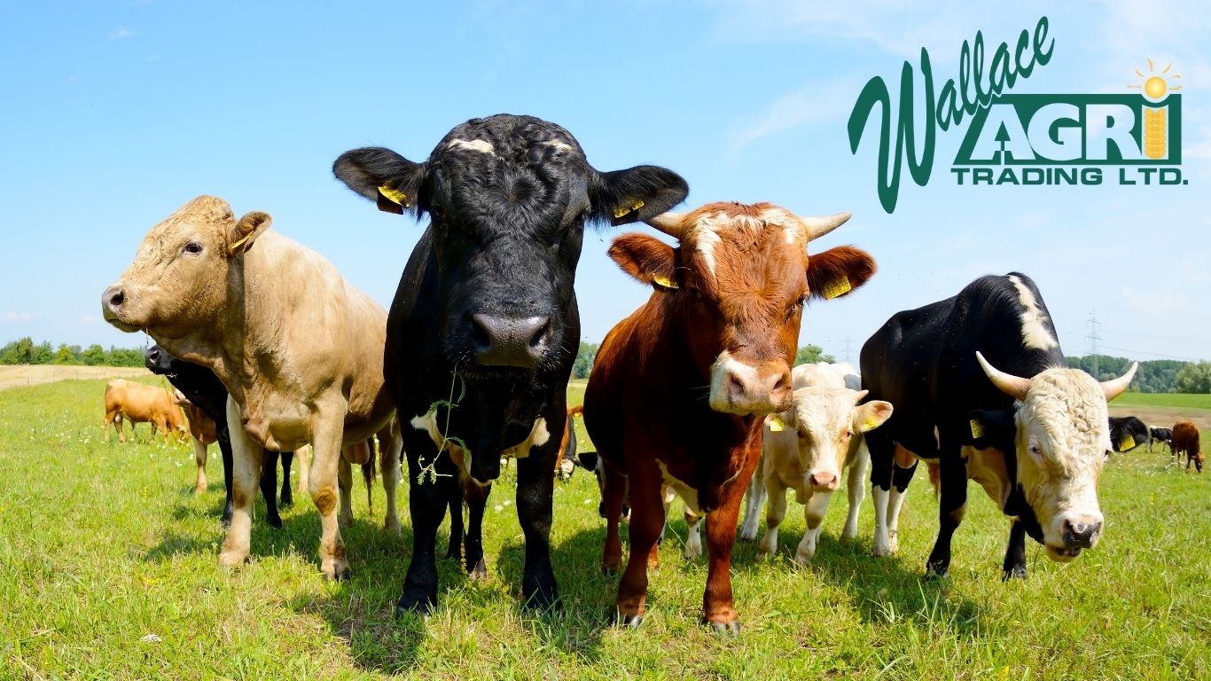 Wallace's Agri – Coming Soon